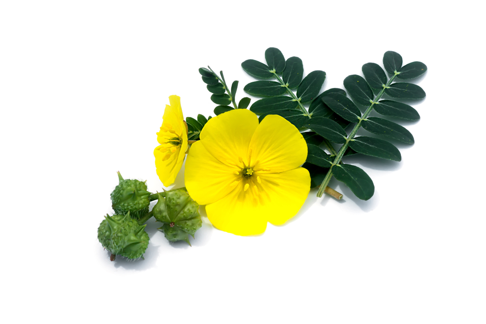 What To Know About Tribulus?