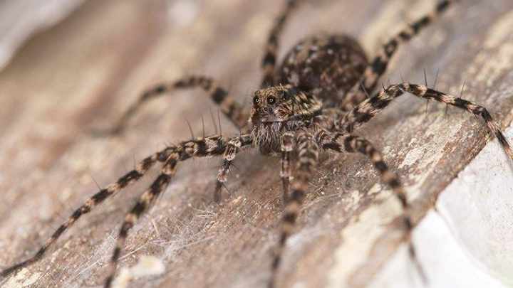 Top Tips To Prevent Wolf Spiders? 