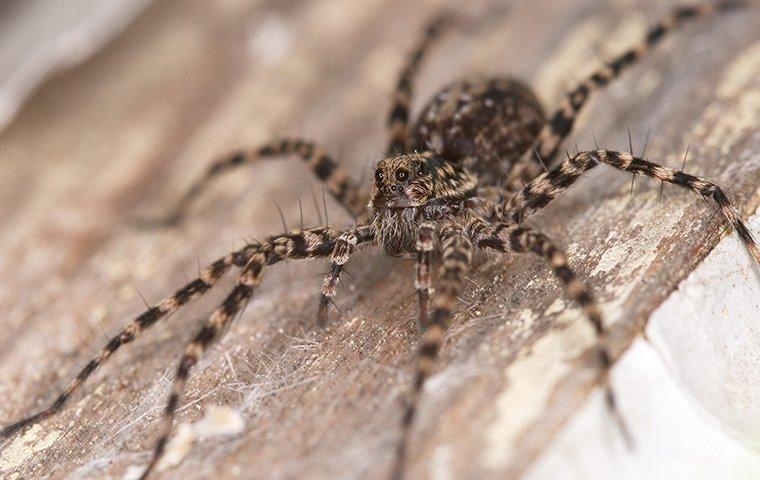Top Tips To Prevent Wolf Spiders? 