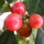 The Way to Pick the Best coffee beans