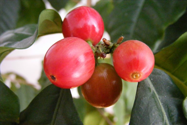 The Way to Pick the Best coffee beans