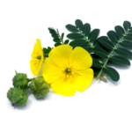 What To Know About Tribulus?