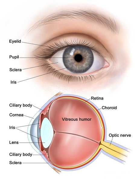 What is coloboma? Treatment, Disease and Symptoms