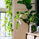 Create a Blissful Home Oasis for Your Family