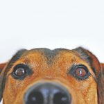 5 Steps To Perform Before Taking Him To The Vet